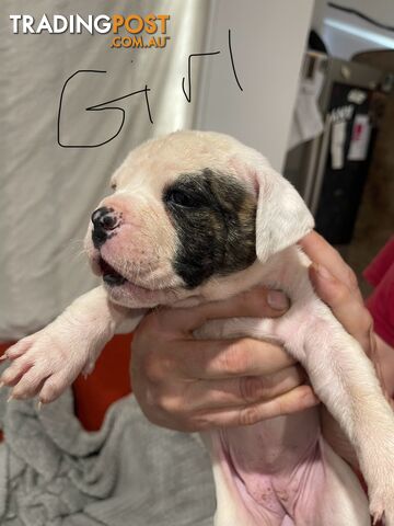 American bulldog Johnson’s puppies