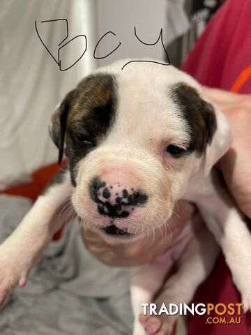 American bulldog Johnson’s puppies