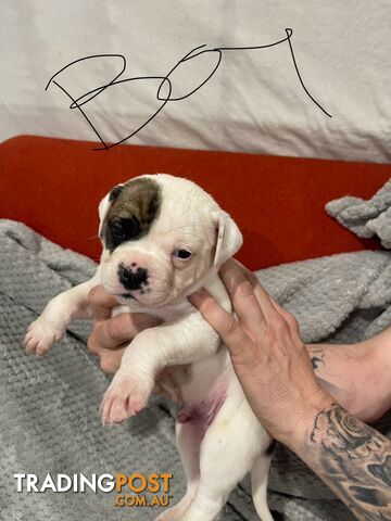 American bulldog Johnson’s puppies