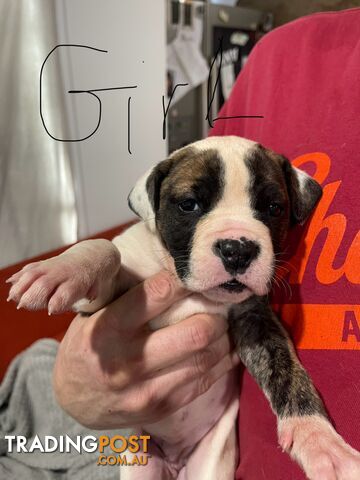 American bulldog Johnson’s puppies