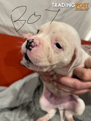 American bulldog Johnson’s puppies