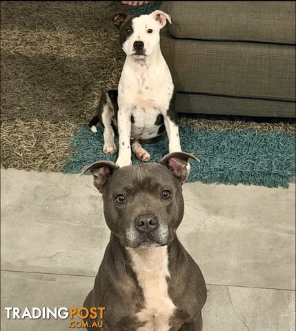 English Staffy puppies.