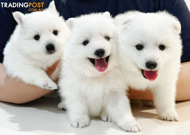 Last gorgeous purebred Japanese Spitz Puppy!!