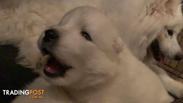 Purebred male Samoyed puppies