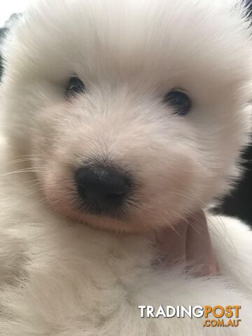 Purebred Samoyed Puppies Males and Females