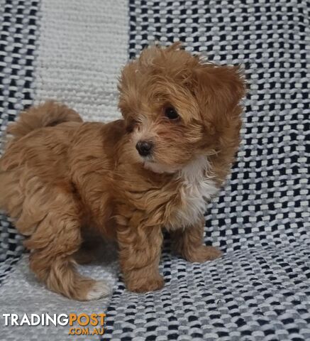 🚨🚨🚨Moodle puppies 1 left tea cupsize very small also I have male maltesex shihtzu too