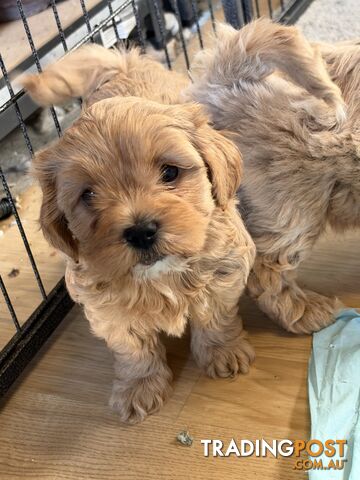 Moodle puppy boy and girl