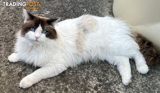 Feline Male Ragdoll looking for a caring new home