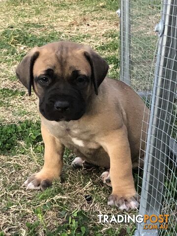 Boerboel X Puppies