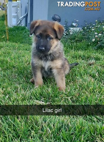 German Shepherd Puppies