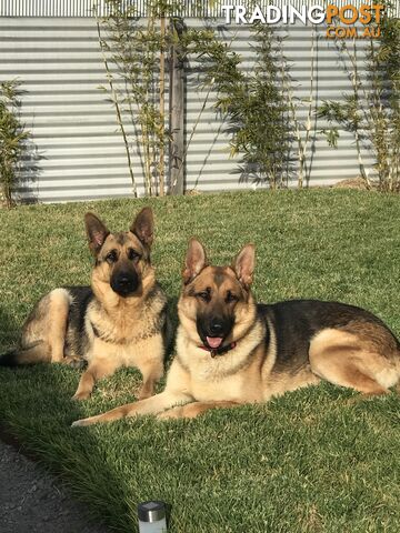 German Shepherd Puppies