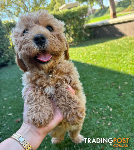 Cavoodle puppies - our last puppy available, *MELBOURNE*