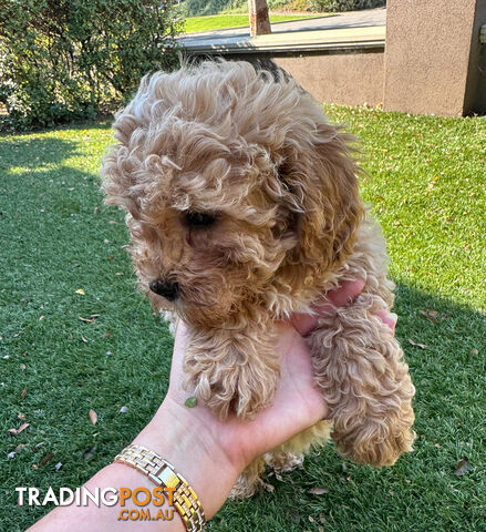 Cavoodle puppies - our last puppy available, *MELBOURNE*