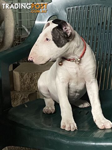 English bull terrier