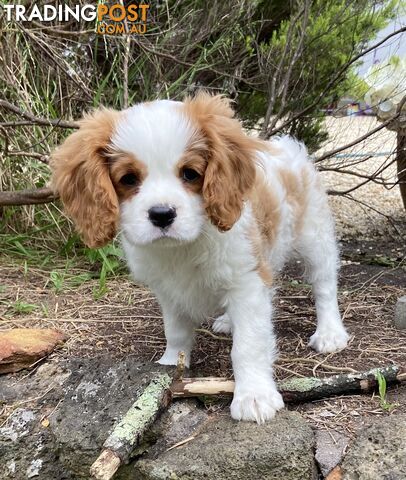 Cavalier King Charles Puppies Pure Bred Blenheim Boy