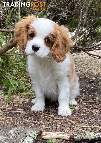 Cavalier King Charles Puppies Pure Bred Boys x2 Ballarat