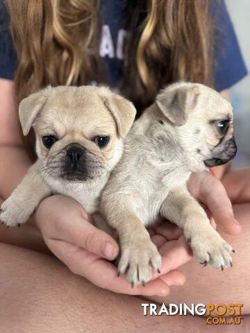 Purebred Pug puppies available now