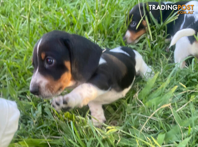 Pure Bred Miniature Dachshund Puppies. Available now!