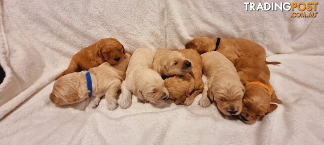 F 2 generation Groodle puppies