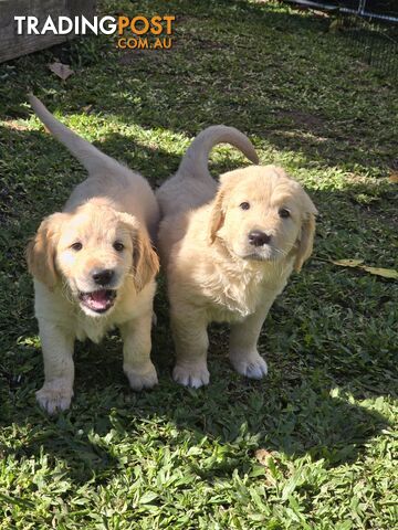 Purebred Golden Retriever puppies