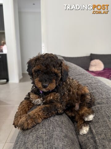 Only one female left!! Rare Sable Pure Bred Toy Poodle Puppies