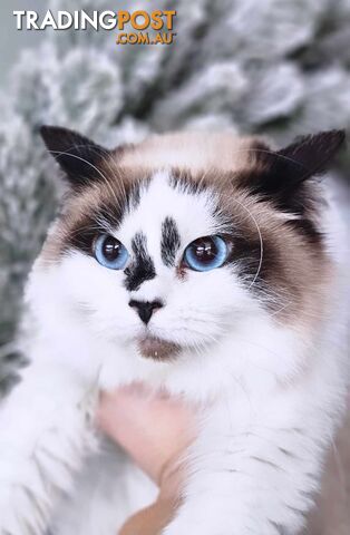 15 MONTH OLD RAGDOLL FOR SALE: NOT DESEXED