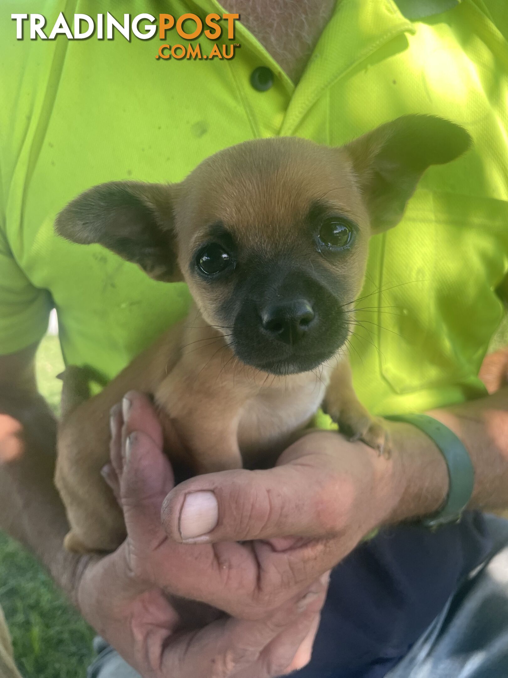 Pure short hair Chihuahua’s