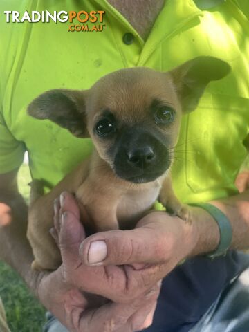 Pure short hair Chihuahua’s