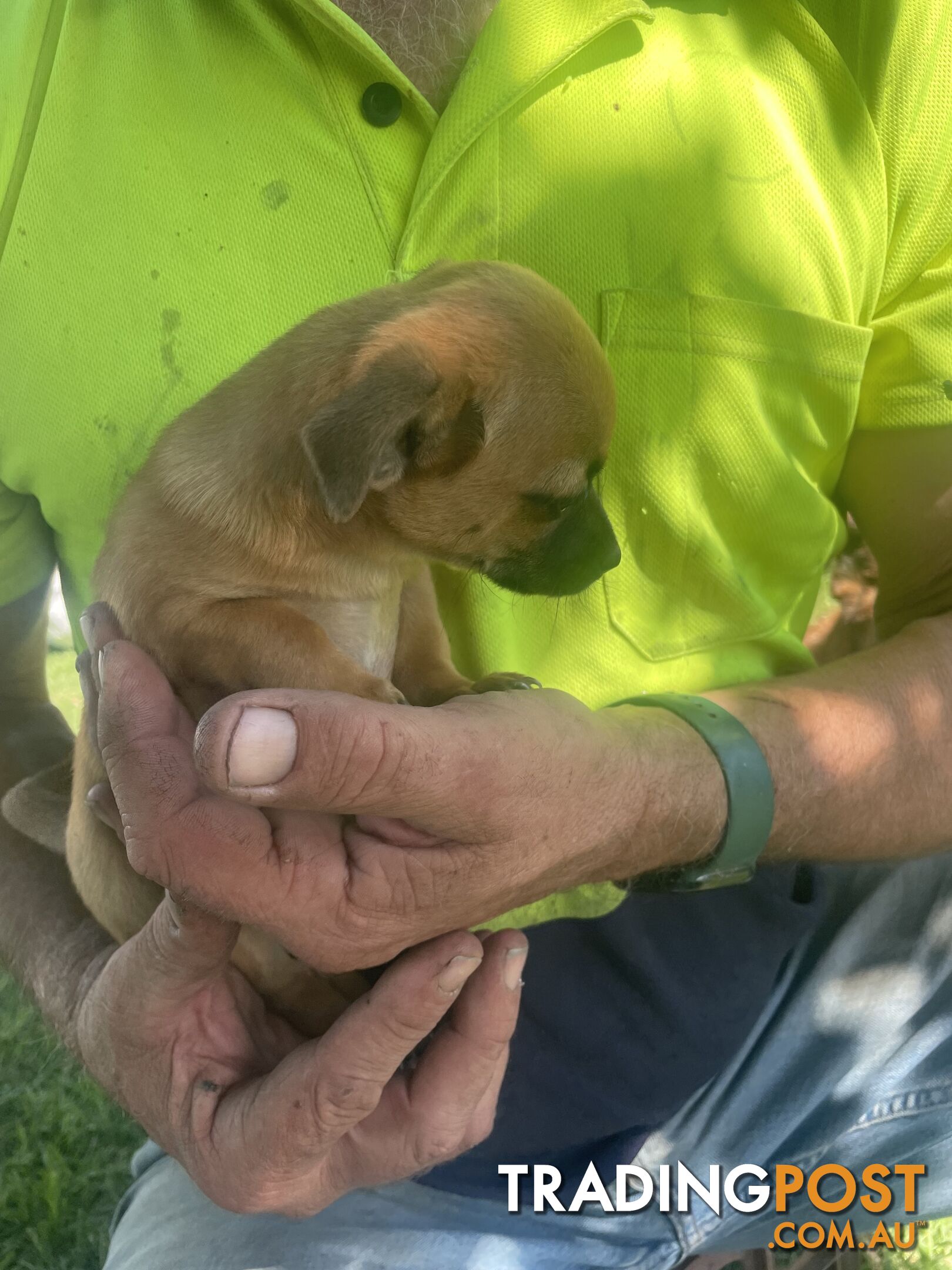 Pure short hair Chihuahua’s