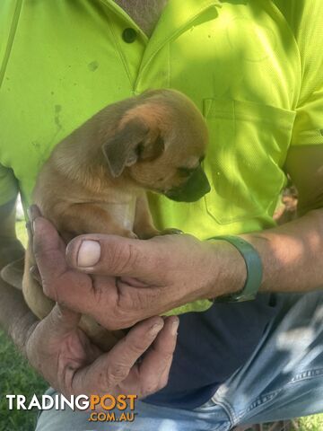 Pure short hair Chihuahua’s