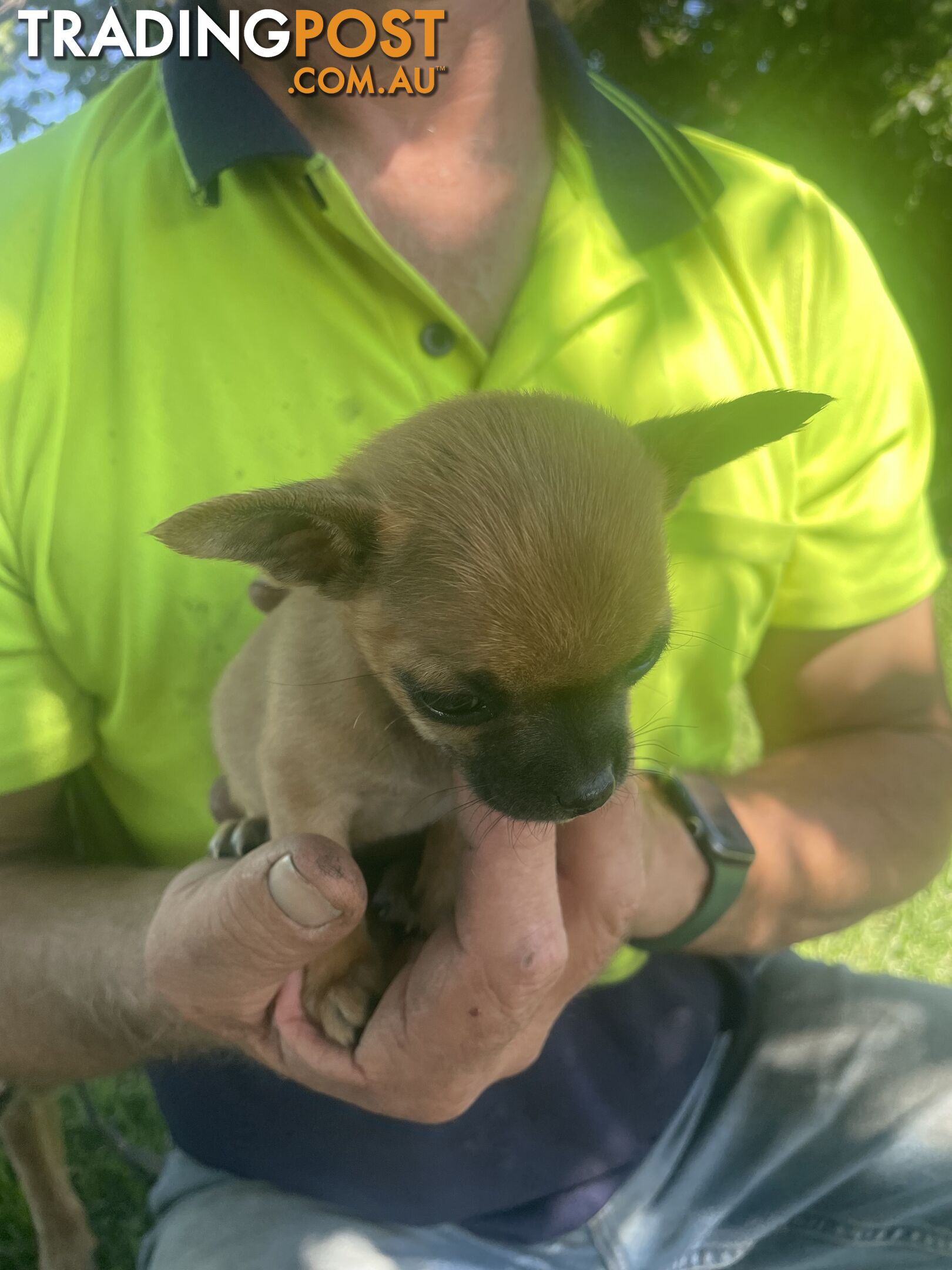 Pure short hair Chihuahua’s