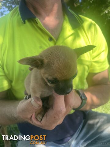 Pure short hair Chihuahua’s