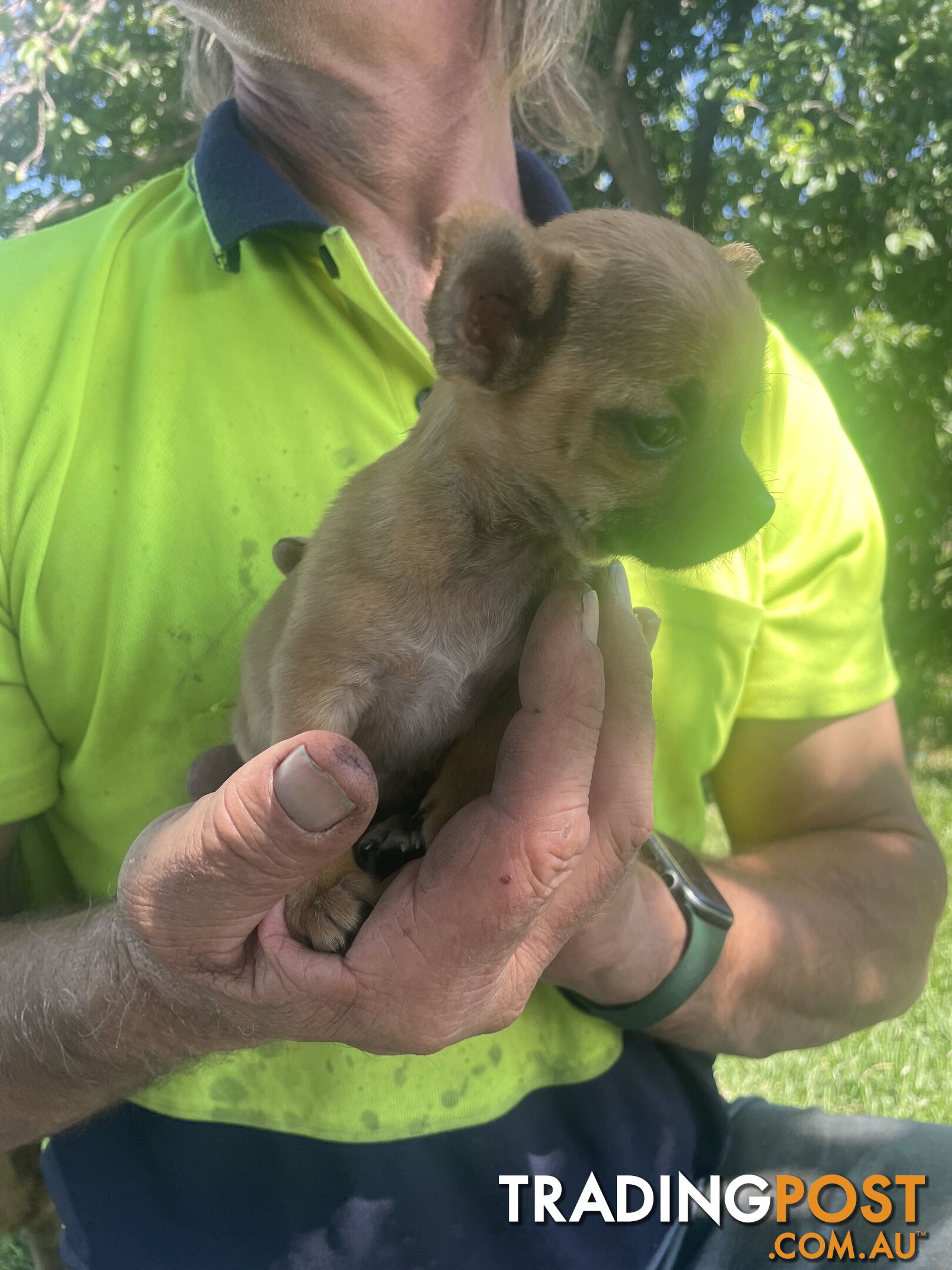 Pure short hair Chihuahua’s