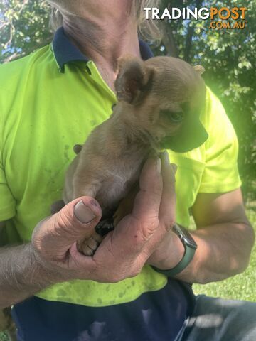 Pure short hair Chihuahua’s