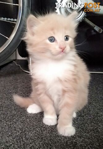 Turkish Angora X Arabian Mau