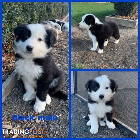 Pure bred border collie puppies