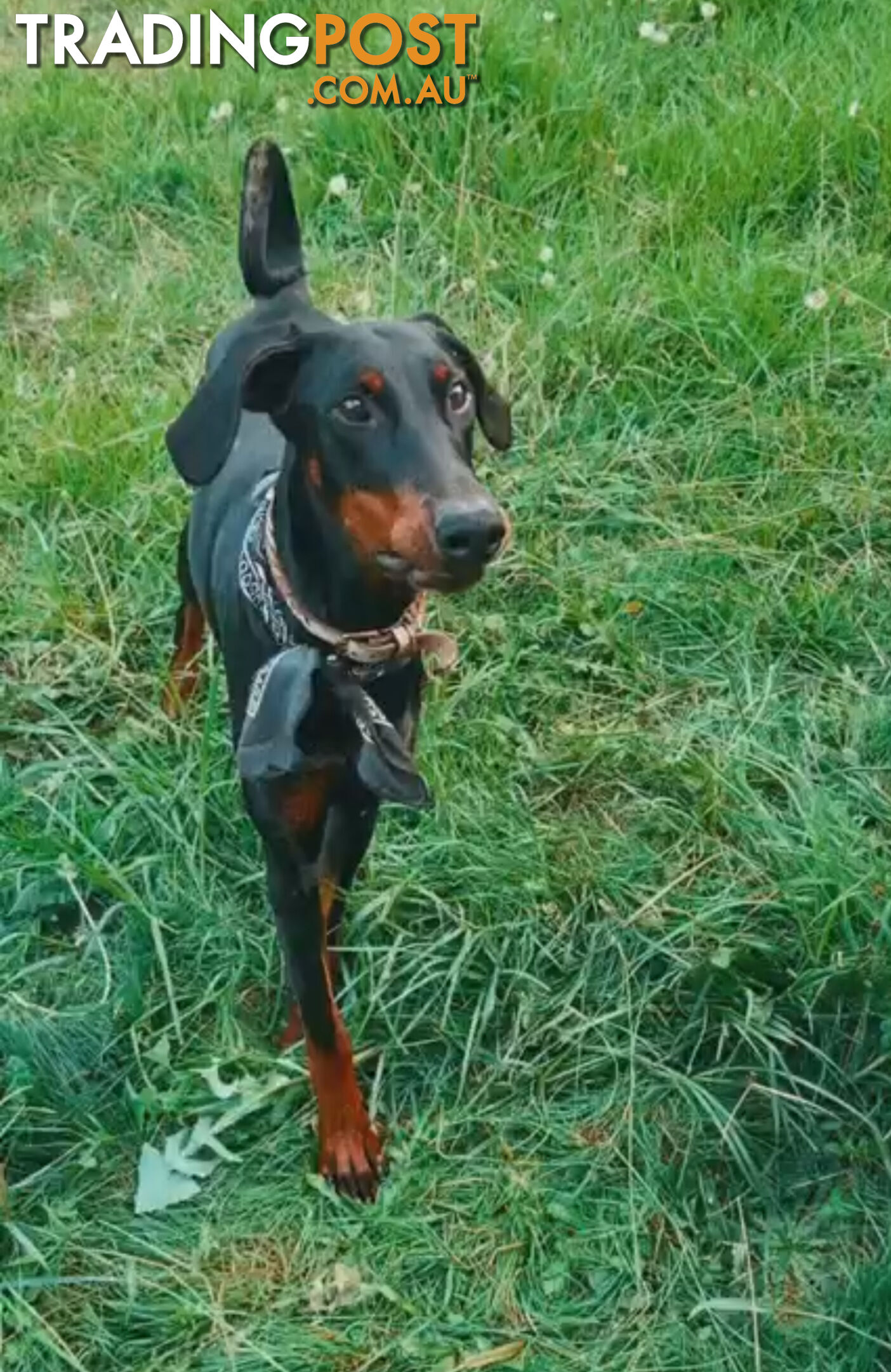 Female Doberman