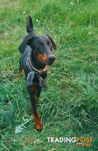 Female Doberman