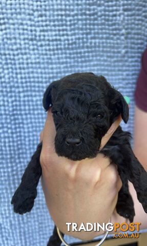 Toy poodle Puppies