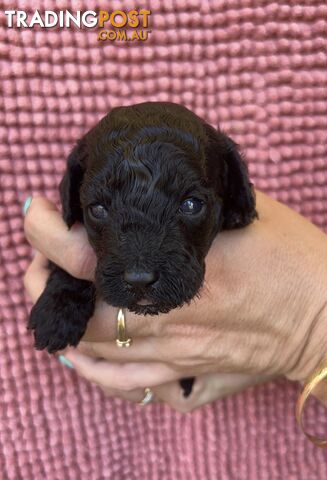 Toy poodle Puppies