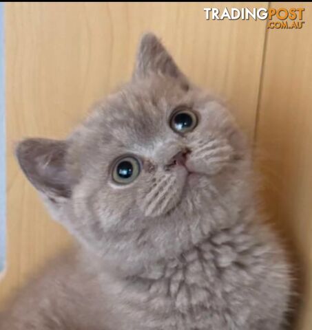 British shorthair Kittens available DELIVERED personally