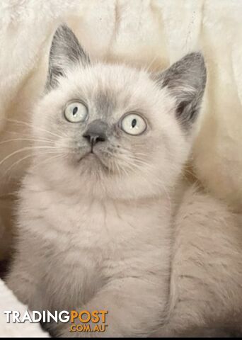 British shorthair Kittens available DELIVERED personally