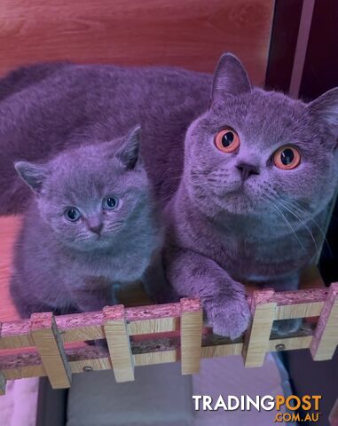 British shorthair Kittens available DELIVERED personally