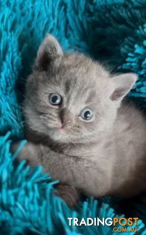 British shorthair Kittens available DELIVERED personally