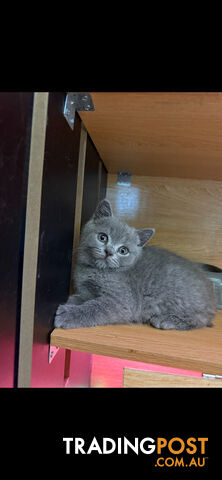 British shorthair Kittens available DELIVERED personally