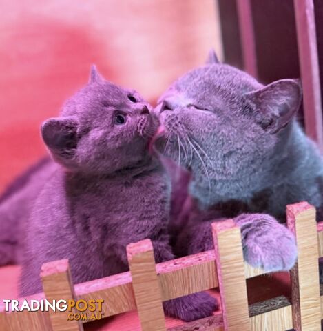 British shorthair Kittens Lilac or Blue DELIVERED personally