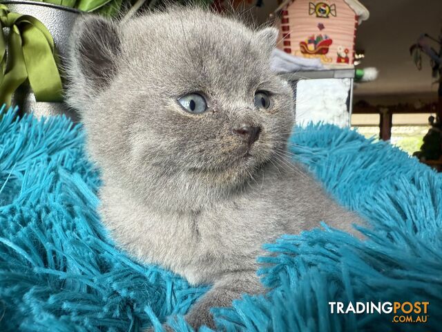 British shorthair Kittens Lilac or Blue DELIVERED personally