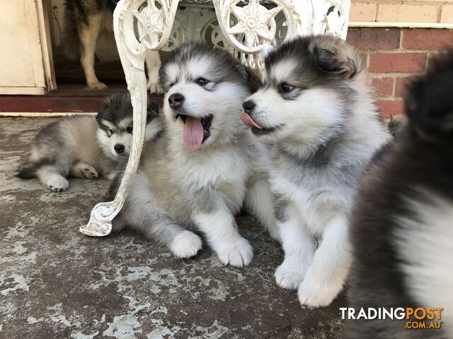 malamute puppies