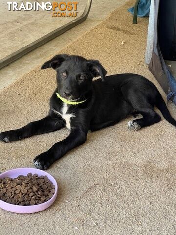 Kelpie Pups