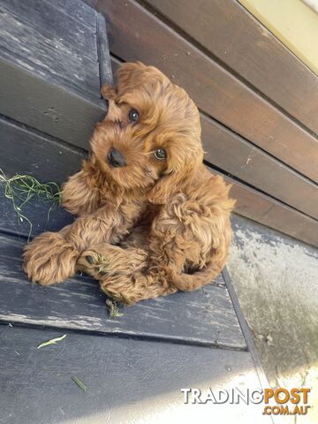 Gorgeous CAVOODLE puppies